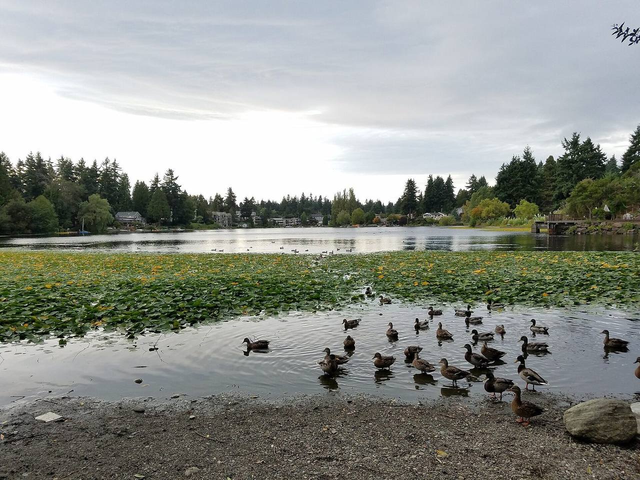 Bitter Lake — Seattle-area real estate
